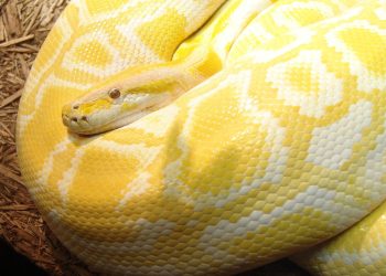 What’s Python? Highly effective, intuitive programming