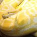 What’s Python? Highly effective, intuitive programming