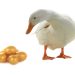 DuckDB: The tiny but powerful analytics database