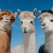 Meta offers Llama AI to US government for national security