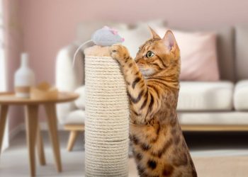 Cybercrooks target Bengal cat lovers in Australia • The Register