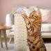 Cybercrooks target Bengal cat lovers in Australia • The Register