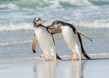 OpenInfra joins the Linux Foundation • The Register