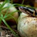 New Python lock file format will specify dependencies