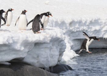 Three ways to run Windows apps on a Linux box • The Register