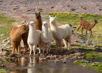 Meta’s Tumultuous AI Era May Leave Llama Behind