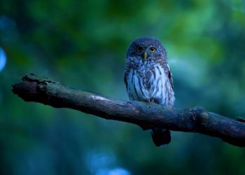 Meta convinces Blue Owl to cut $30B check for Hyperion DC • The Register