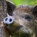 Domestic sows sped Fukushima hybrid spread • The Register