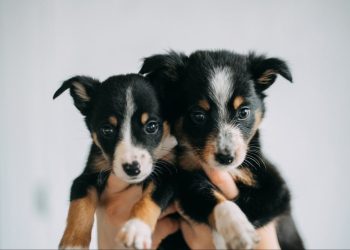 What Puppies at a Trade Show Taught Me About Attention
