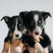 What Puppies at a Trade Show Taught Me About Attention