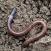 Worm rubs out competitor’s malware, then takes control