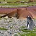 Ubuntu emphasizes Arm64 support – and gets Rustier
