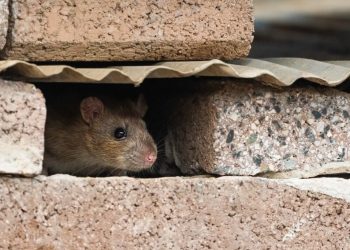It’s an AI web, and we’re just rats in the walls