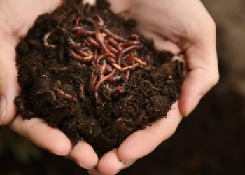 ChainDrop worm crawls into npm supply chain, evades standard defenses