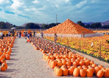 74-Year-Old’s Seasonal Business Brings in $2M in Just 7 Weeks