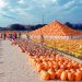 74-Year-Old’s Seasonal Business Brings in $2M in Just 7 Weeks